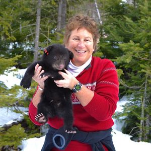 Sandy Ritchie, bióloga, sostiene en sus manos a un oso cachorro durante una visita al Programa para el Estudio de Osos del Departamento de Pesquerías Interiores y Vida Silvestre de Maine.