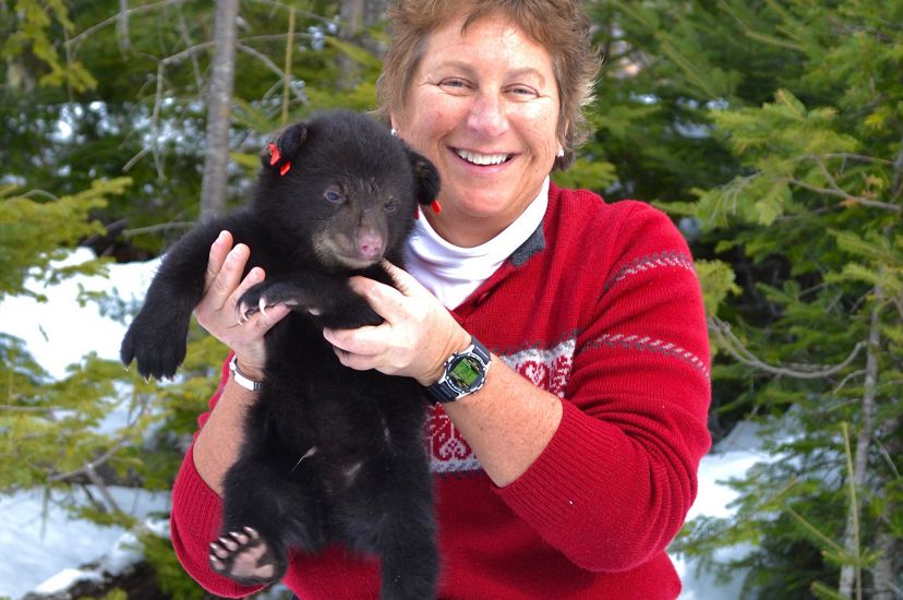 Sandy Ritchie, bióloga, sostiene en sus manos a un oso cachorro durante una visita al Programa para el Estudio de Osos del Departamento de Pesquerías Interiores y Vida Silvestre de Maine.