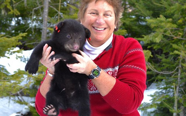Biologist Sandy Ritchie holds a bear cub during a den visit with the Maine Department of Inland Fisheries and Wildlife Bear Study Program.