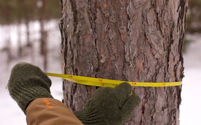 Two green gloved hands measuring the circumference of a pine tree in winter.