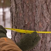 gloved hands wrapping a tape measure around a tree.
