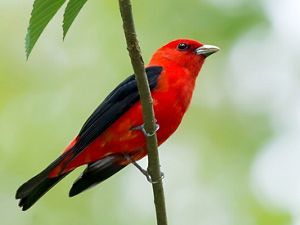 A red bird with black wings rests on a tree branch.
