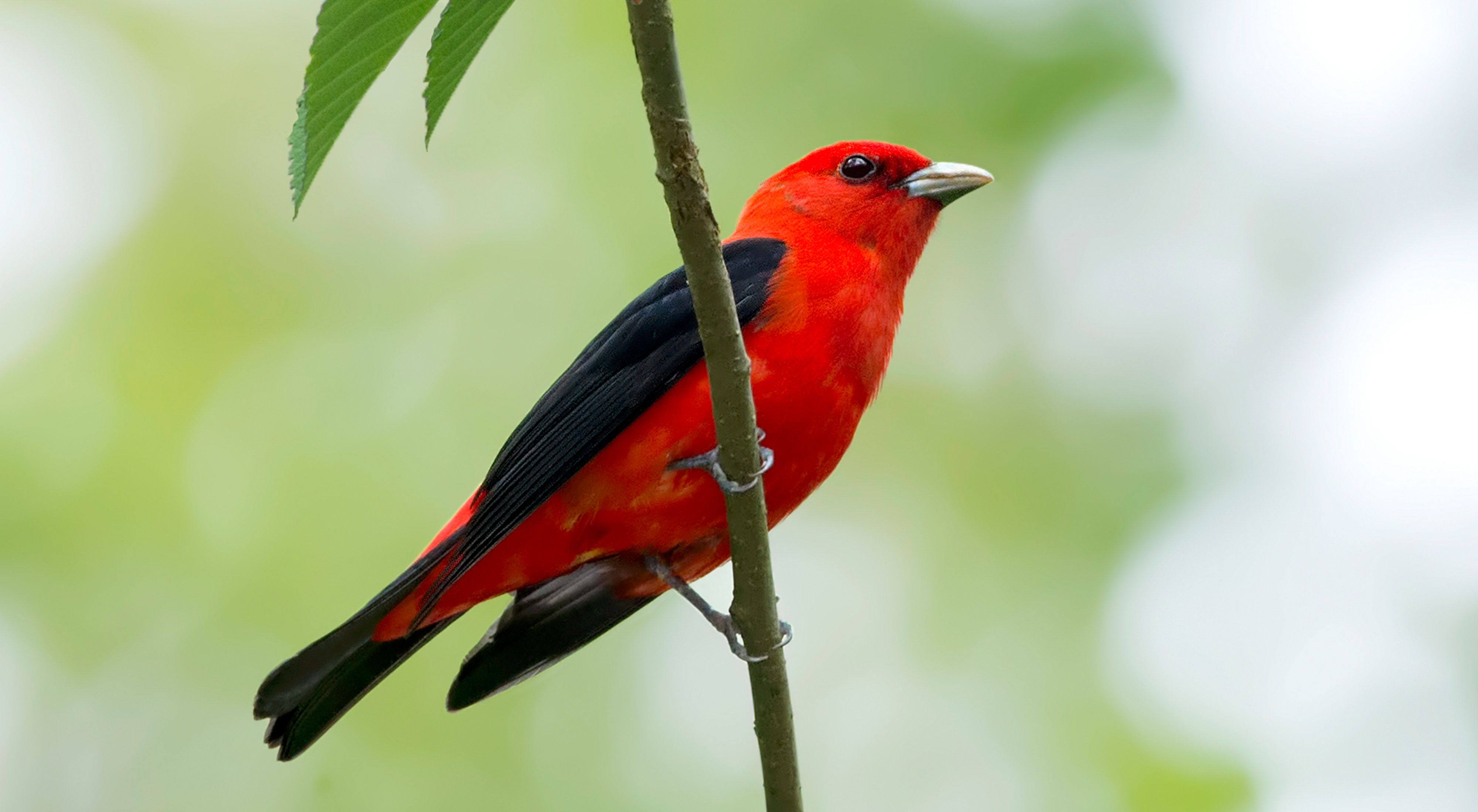 A bright red bird with black wings perches on a thin branch.