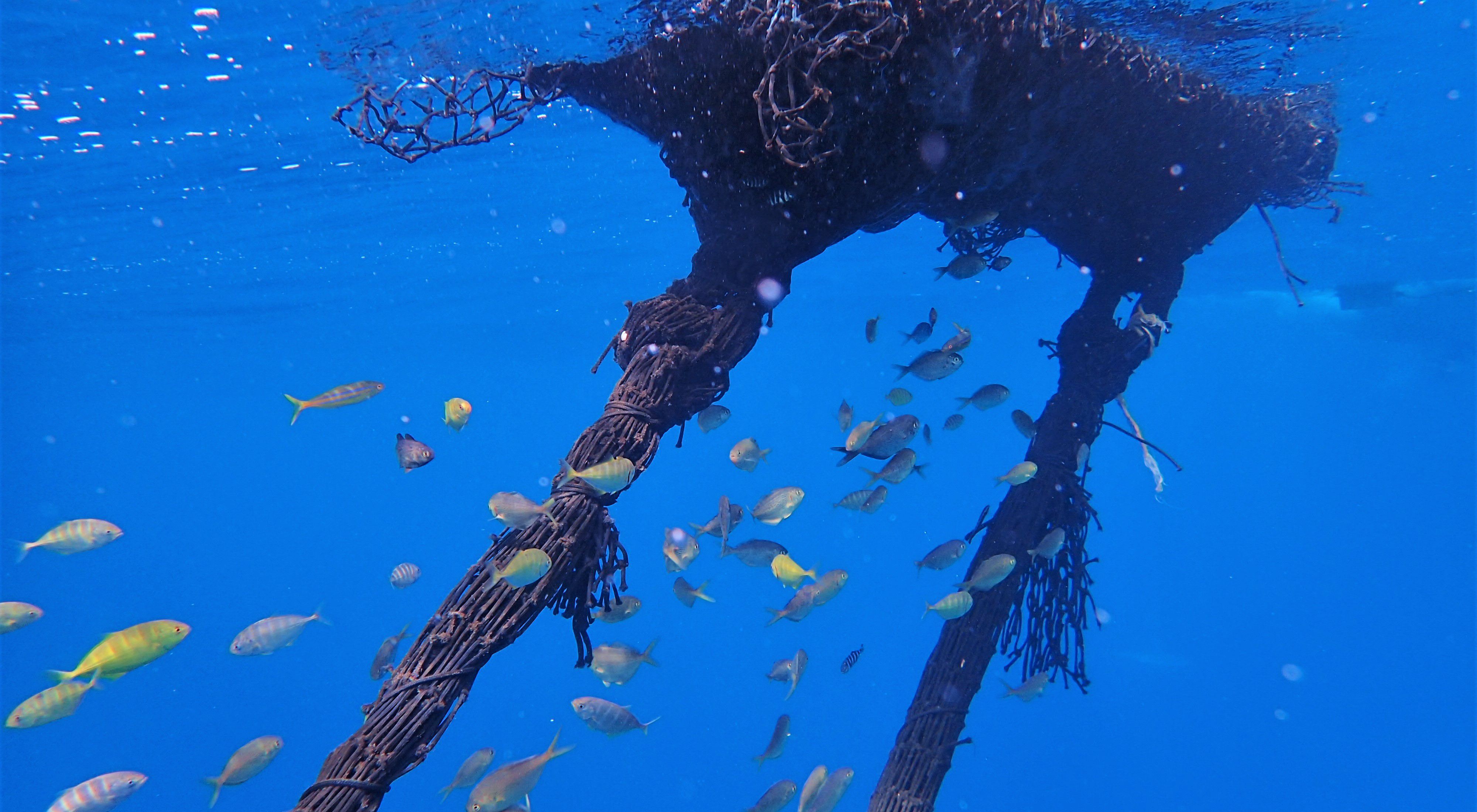 Underwater view of a fish aggregating device, a raft that attracts fish.