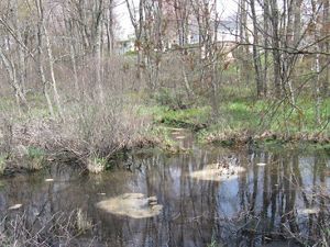 A forest surrounds a small pond. 