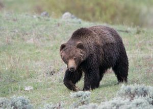 A large bear walks down a gently sloped hill covered in grass and sagebrush.