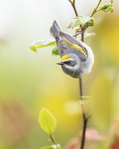 Yellow Golden Winged Warbler.