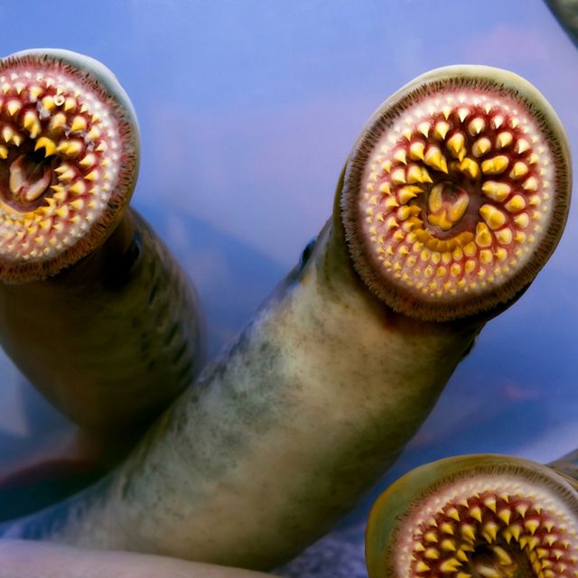 Three sea lamprey show their sets of round teeth as they press their mouths against the glass of a tank. 
