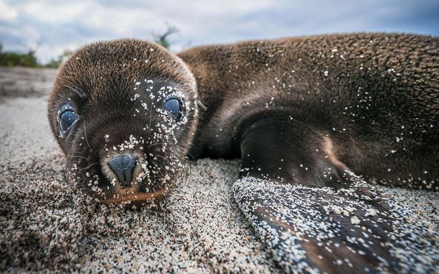a closeup of a seal pup on the beach with huge eyes