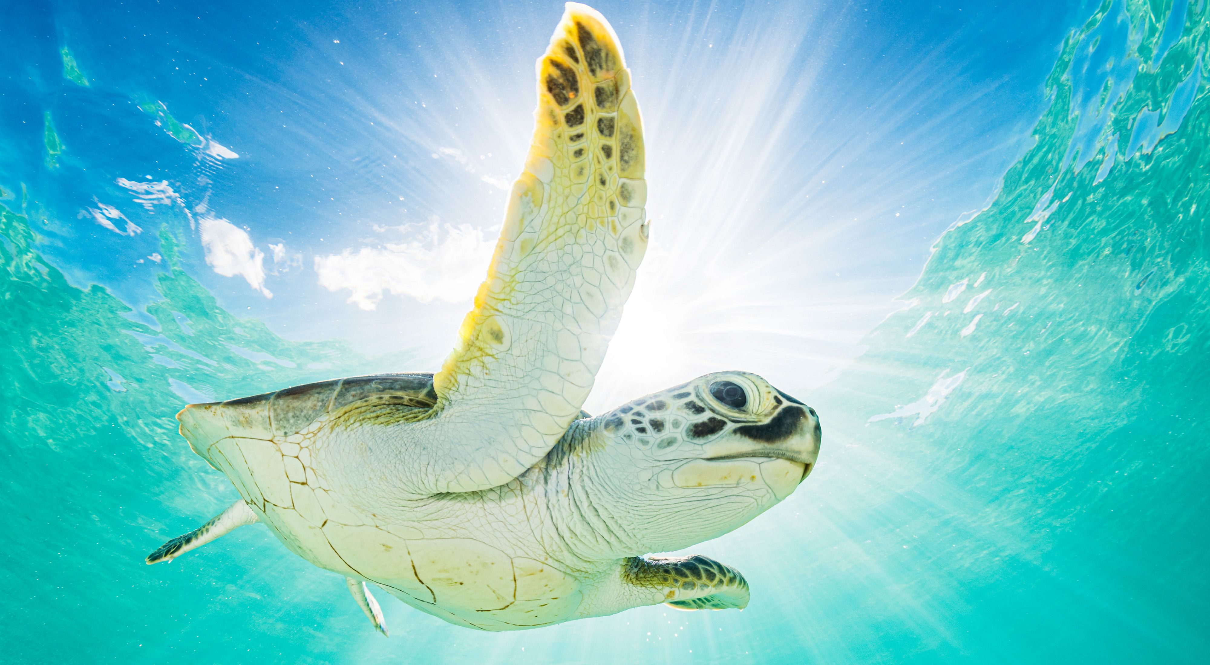 A green sea turtle swims near the surface of the ocean, with blue sky above and sunshine filtering through the water.