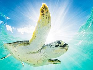 green sea turtle swims near water surface with blue sky peeking through above