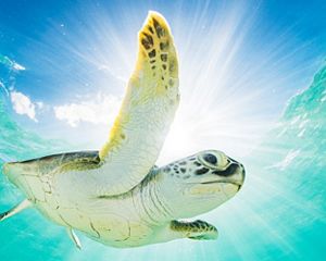 a green sea turtle underwater