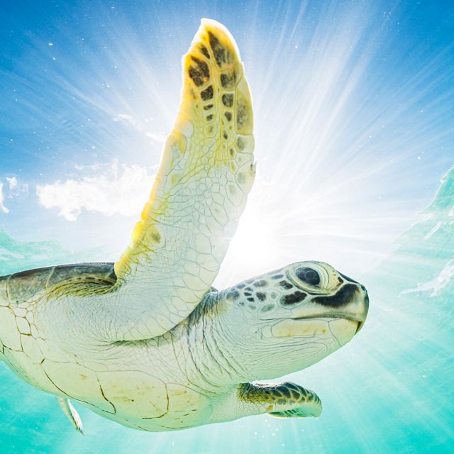 An endangered green sea turtle swims at the water's surface near the island of Eleuthera, The Bahamas.