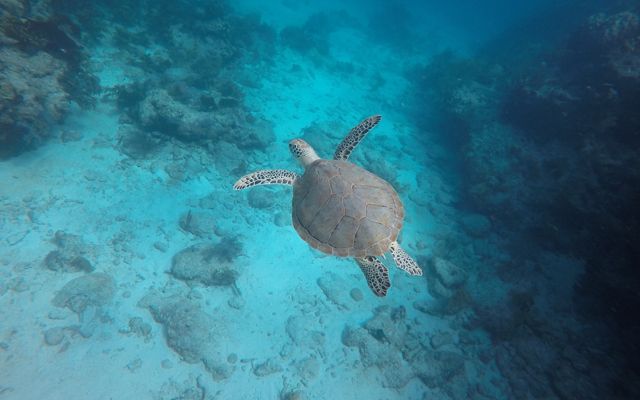 A green sea turtle glides gently along the reefs of Key Largo, Florida. 