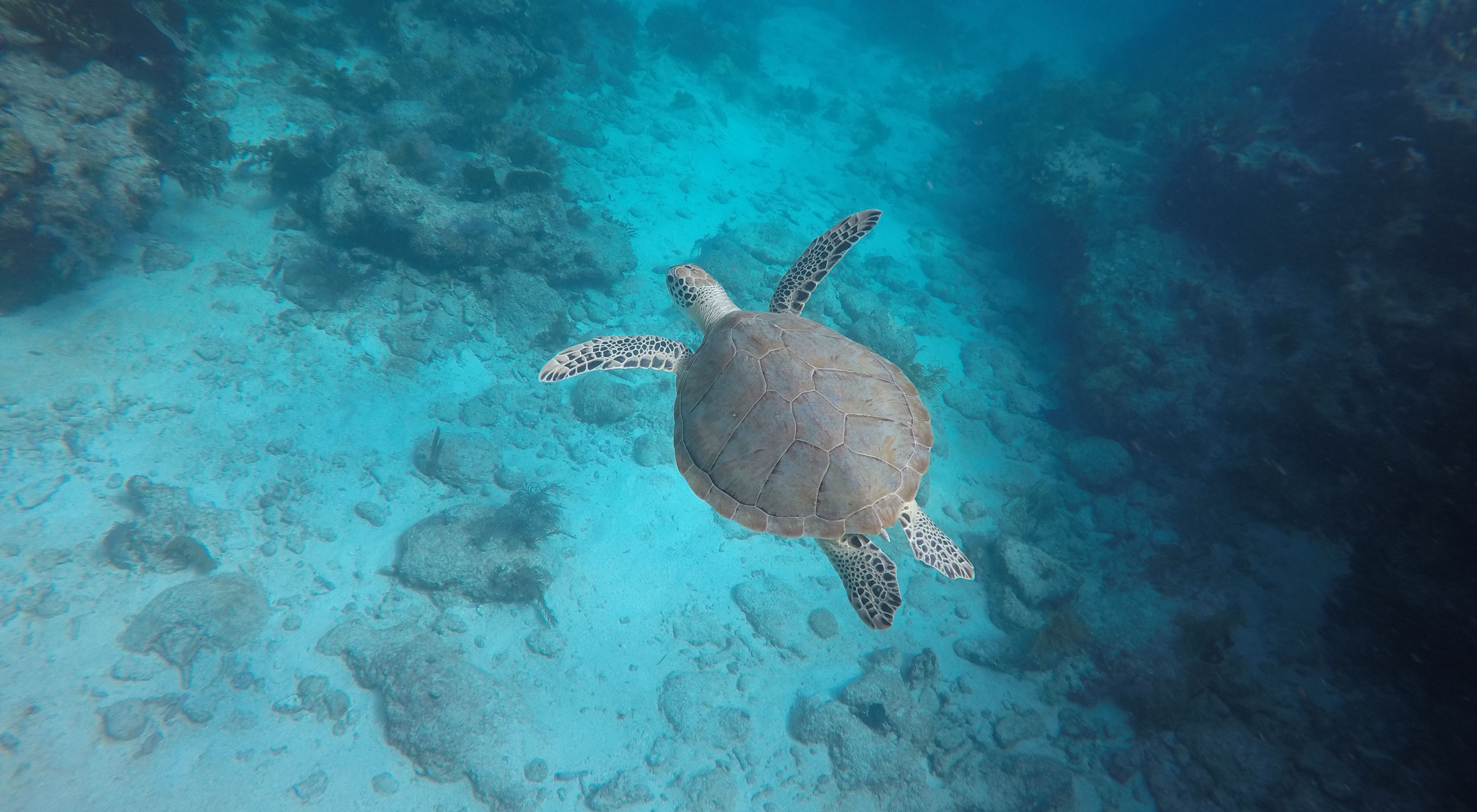 A sea turtle cruises through a reef.