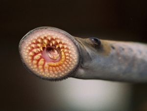 A sea lamprey with its disc-like mouth with circular rows of teeth showing.