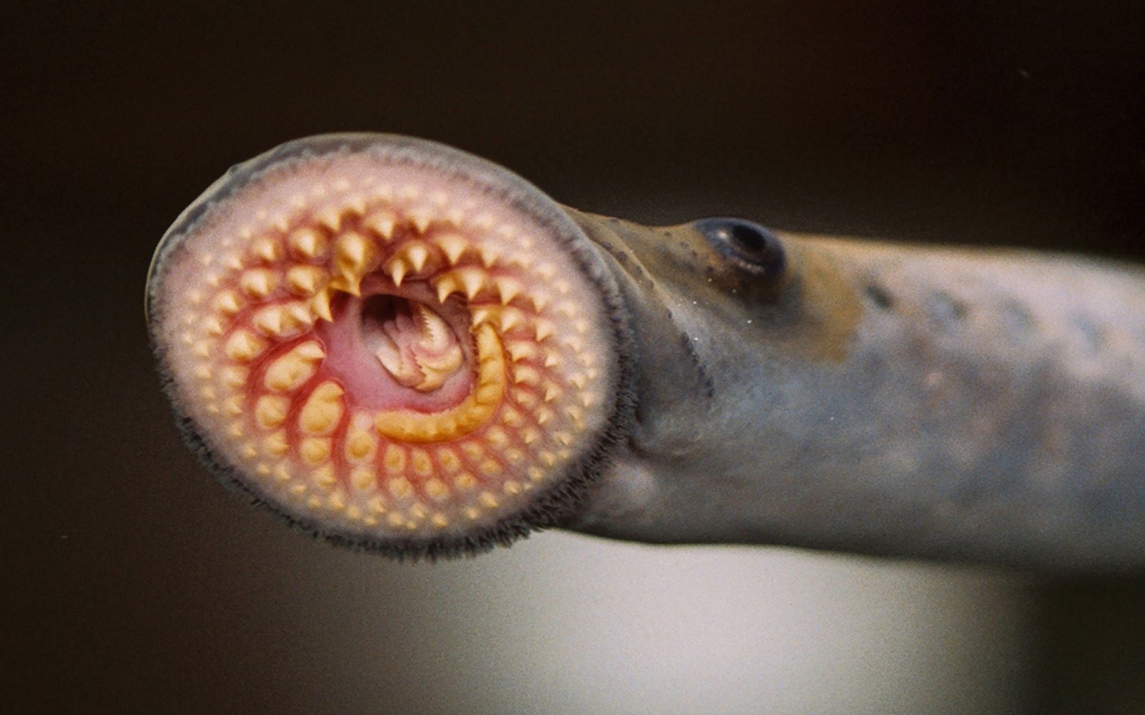 A sea lamprey opens it's suction like mouth, exposing sharp teeth.
