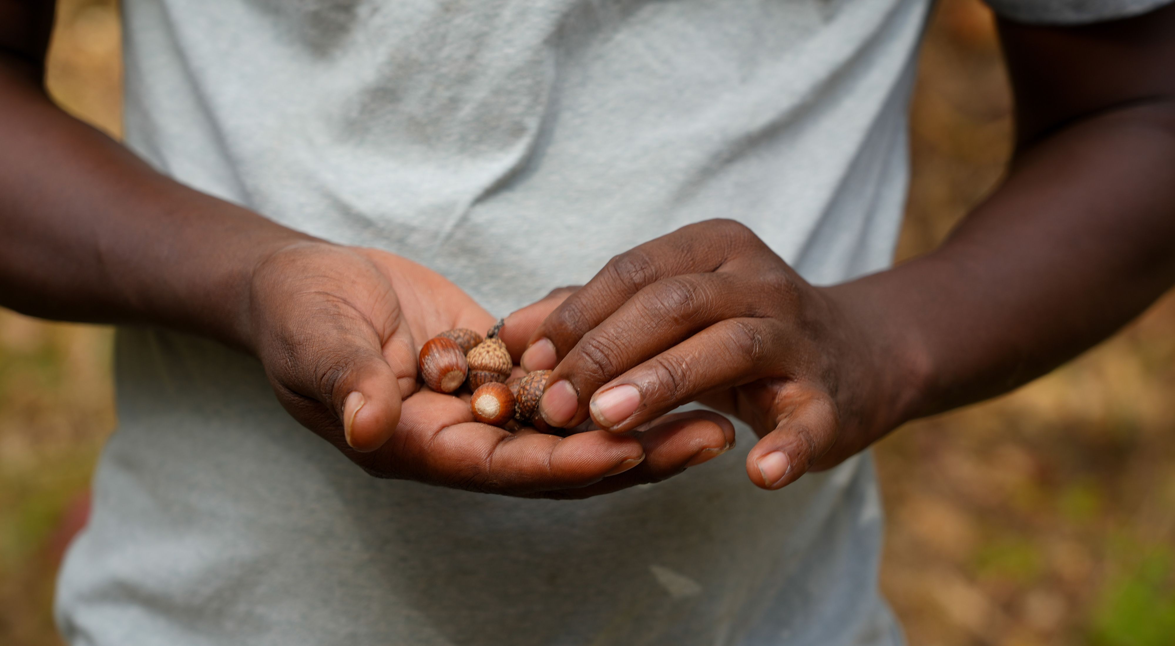The hands of a person holding acorns.