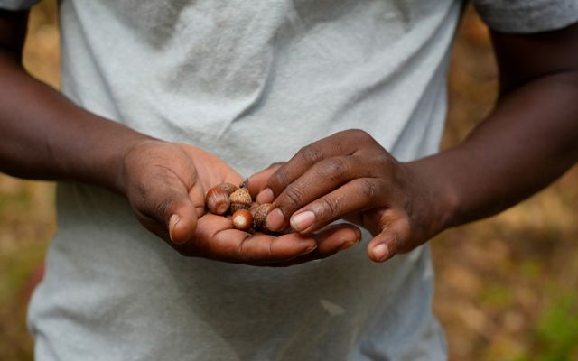 A person holds acorns in their hands.