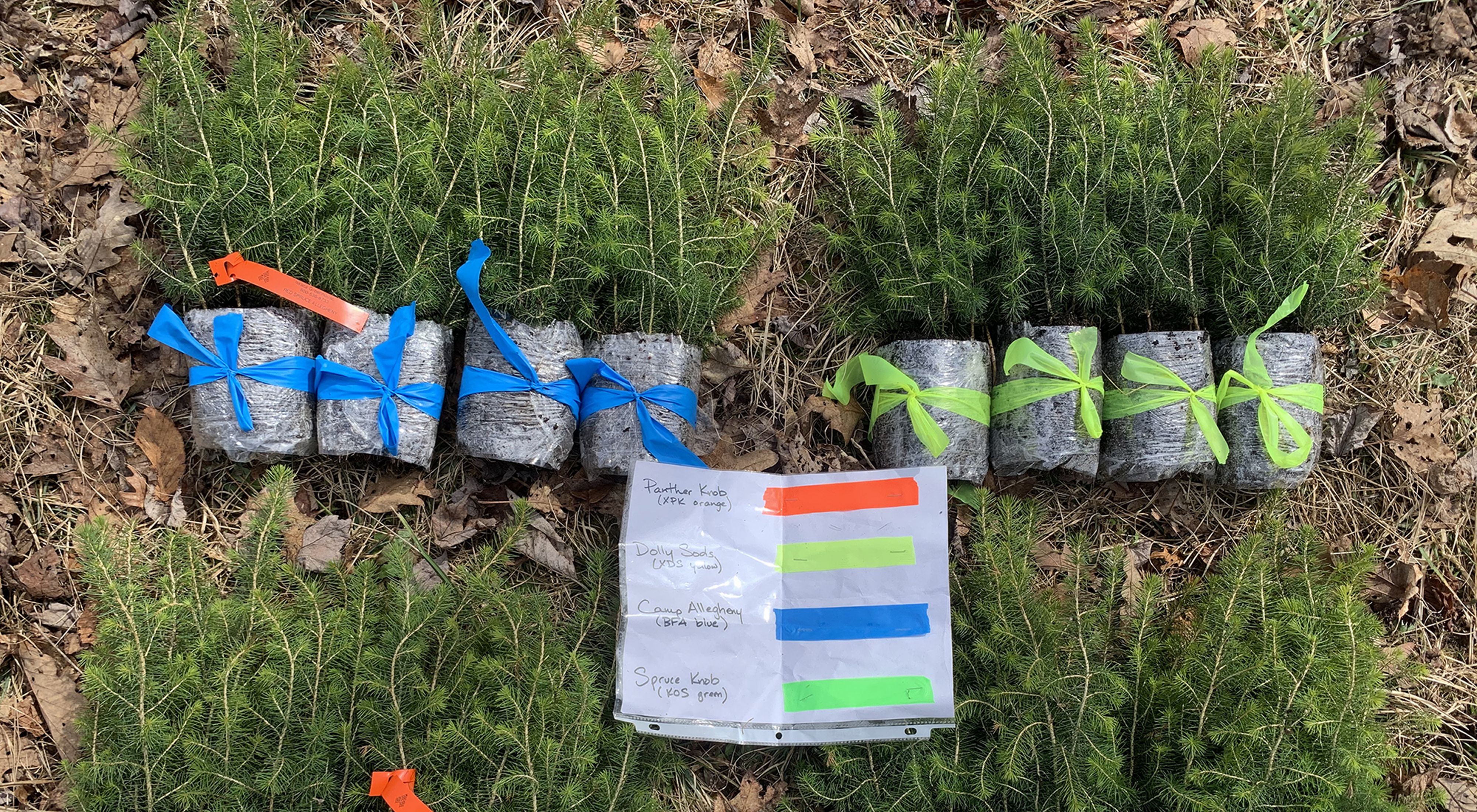 Red spruce seedlings lay on the ground grouped in color coded bundles. A paper chart in the middle of the group identifies the genetic strains of each group.
