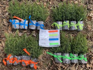 Red spruce seedlings lay on the ground grouped in color coded bundles. A paper chart in the middle of the group identifies the genetic strains of each group.
