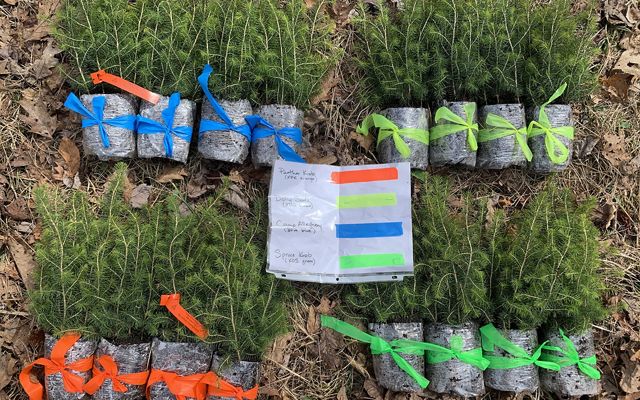 Color-coded bundles of red spruce seedlings are laid out on the ground in four groups. A piece of paper resting in the middle of the pile provides a key to each color.