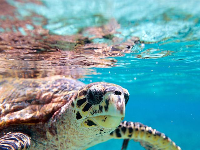 Hawksbill sea turtle swimming in Seychelles.