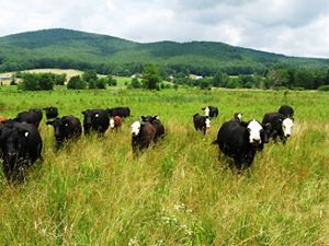 Black and white cows walk through a grassy field.