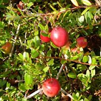 Red cranberries are nestled among green branches.