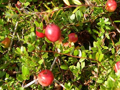 Ripe, red berries hang from green leafy branches.