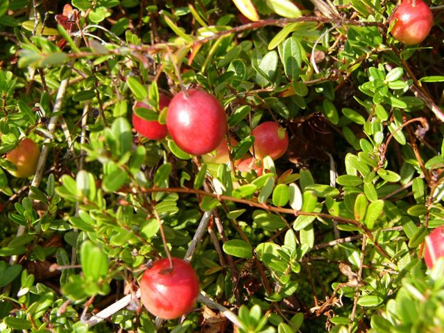Fruit from the cranberry bog located at The Nature Conservancy's Shady Valley preserves in Tennessee.
