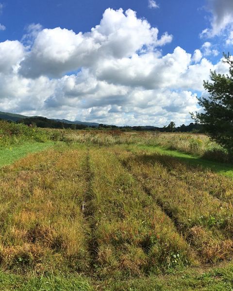The cranberry nursery at the Orchard Bog preserve in Tennessee's Shady Valley. 