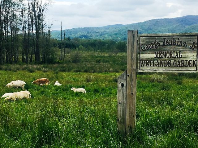 Shady Valley