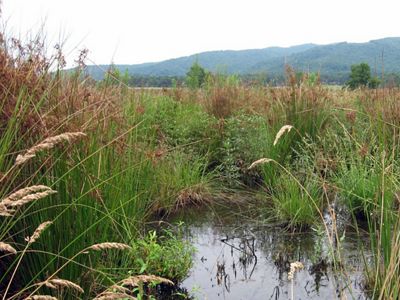 A view of a bog surrounded by tall grass and mountains in the background.
