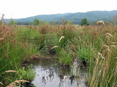 Mountains frame a green, marshy meadow that surrounds a small pond. 