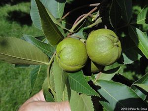 Close-up of round, green shagbark hickory fruit.