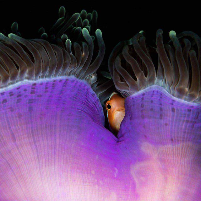 An anemonefish hiding 