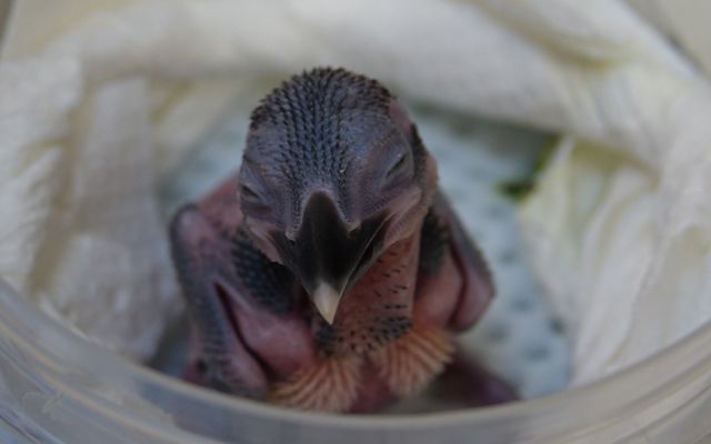 Closeup of a ten-day-old Guam kingfisher chick in a weighing container.