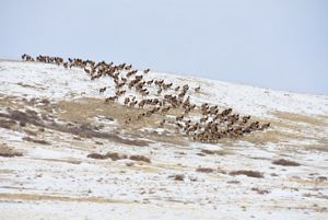 A herd of elk standing on a snowing dirt hill.