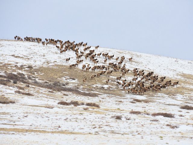 A snowy hillside dotted with hundreds of elk.