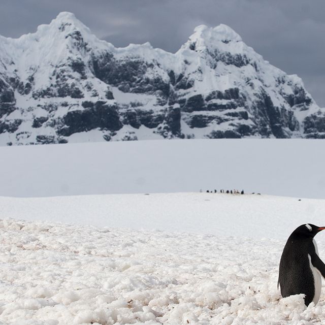 Two penguins stand in the snowy ground with mountains in the distance.