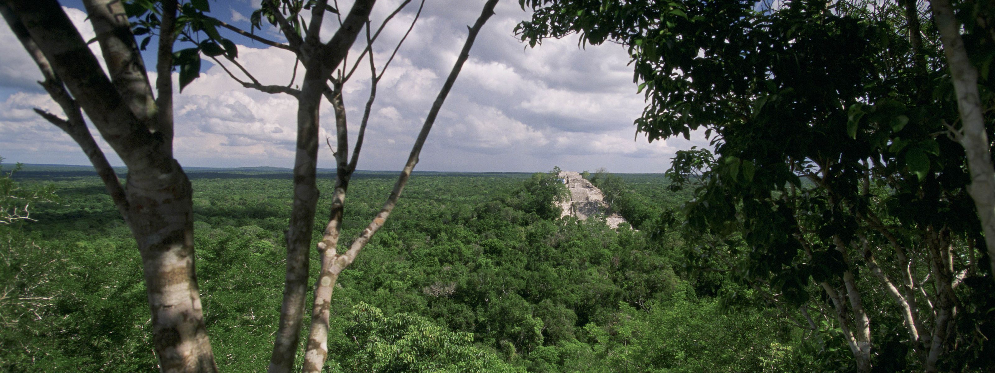 Maya forest