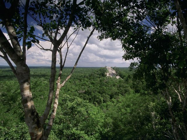 Dense, tropical lowland forest surrounds the ancient Maya site, Calakmul, located in the Calakmul Biosphere Reserve (Reserva de la Biosfera Calakmul), a 1.8 million acre conservation site just north of the Mexico-Guatemala Border in the state of Campeche. FULL USAGE RIGHTS