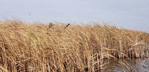 South Dakota Hunting Opportunities The Nature Conservancy   Slough Hunting 