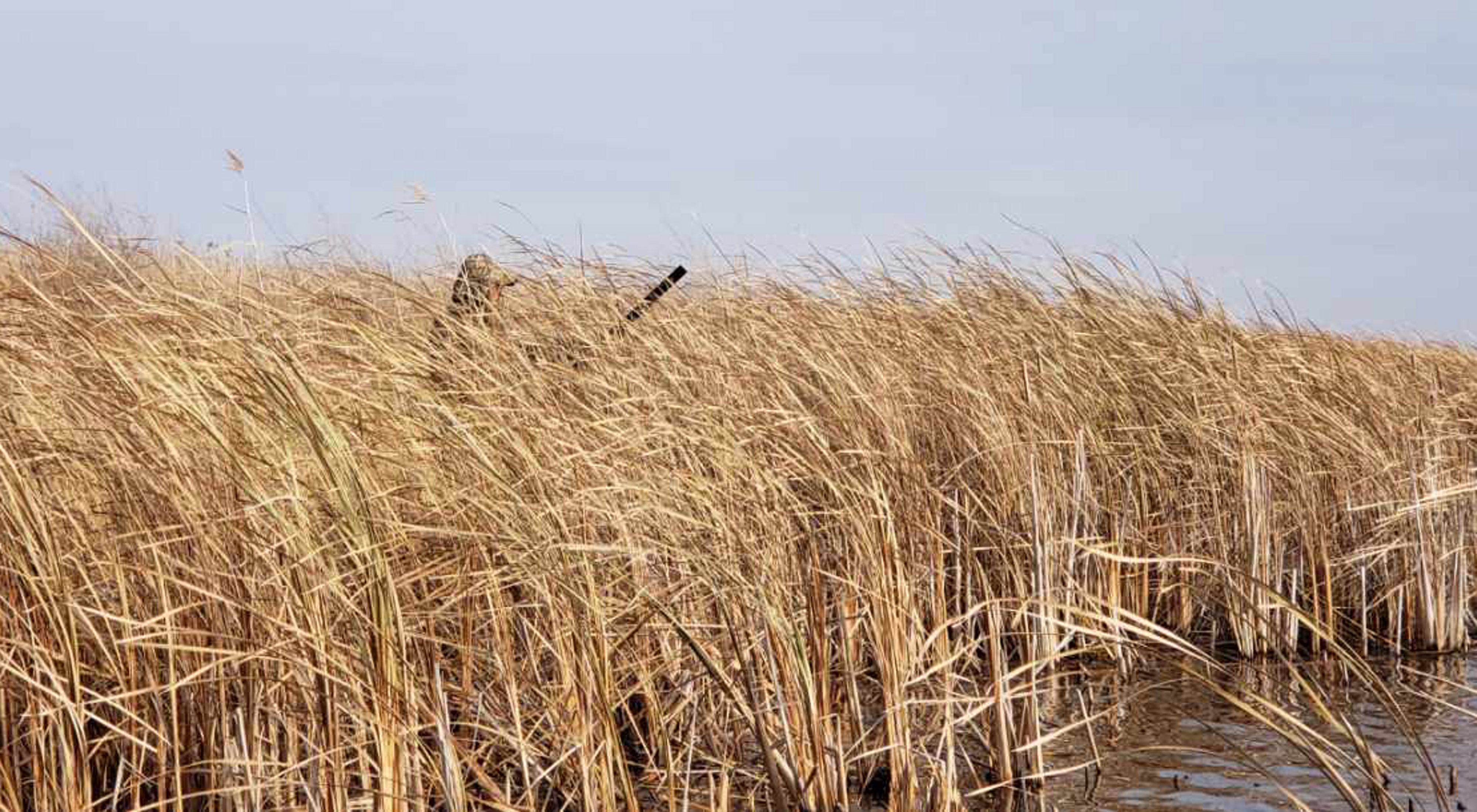 Hunter walking through tall grasses with a rifle in hand.