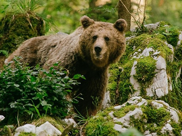 Slovenian bear amongst rocks, trees and plants.