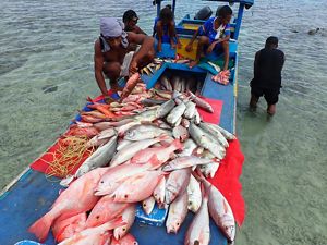 A few people squat on a platform in water and look at several caught fish laid out on the platform.