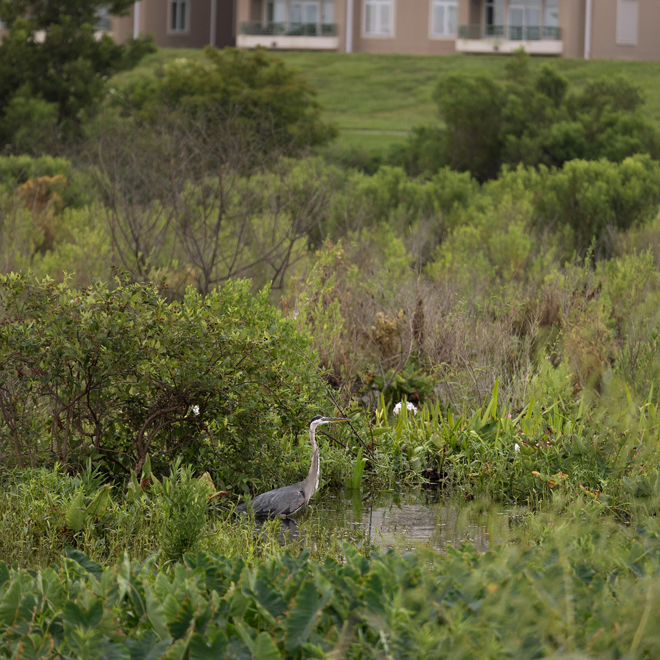 A blue heron wades through the vegetation of a restored wetland in Jefferson Parish, Louisiana. In the background the grassy levee and brick buildings are visible.