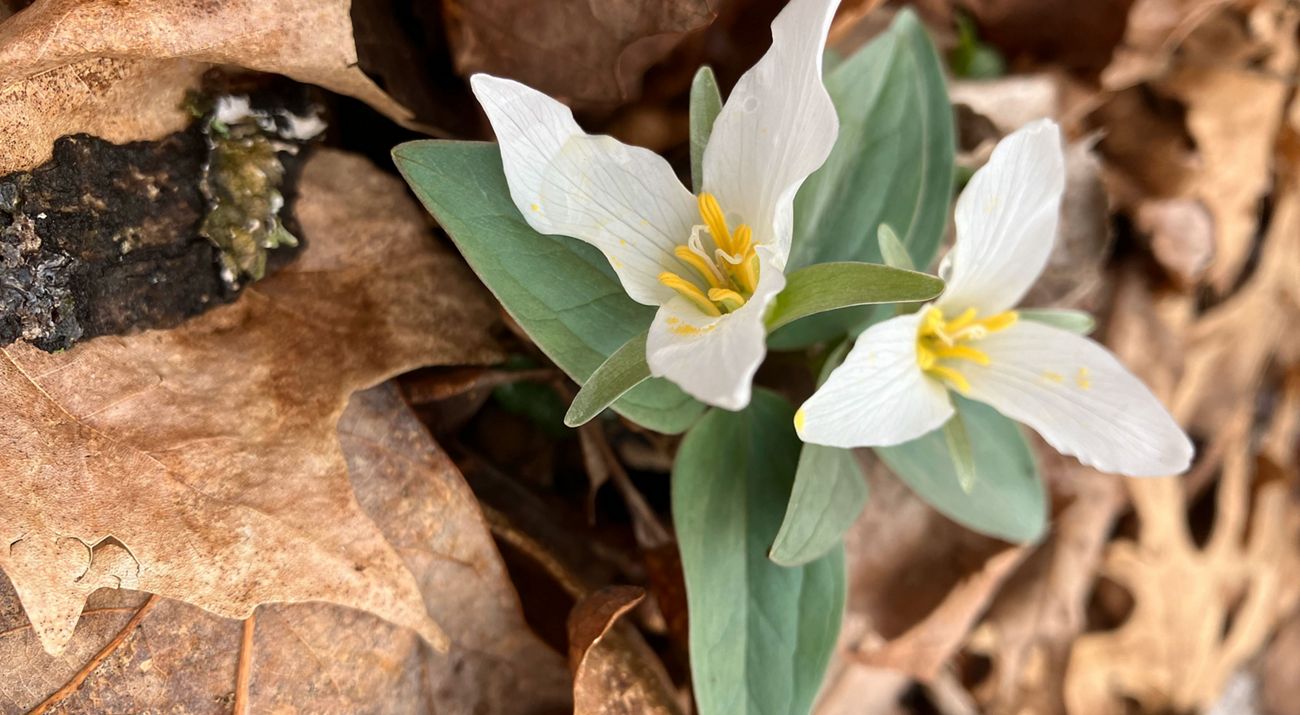 Snow trillium in bloom in southern Indiana.