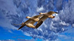 Three snow geese flying in the sky.